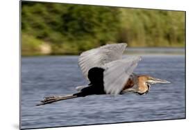 Goliath Heron in Flight-Augusto Leandro Stanzani-Mounted Photographic Print