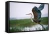 Goliath Heron Taking Off-null-Framed Stretched Canvas