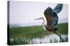 Goliath Heron Taking Off-null-Stretched Canvas