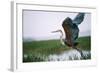 Goliath Heron Taking Off-null-Framed Photographic Print