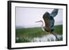 Goliath Heron Taking Off-null-Framed Photographic Print