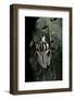 Goliathus Atlas (Goliath Beetle)-Paul Starosta-Framed Photographic Print