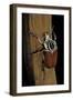 Goliathus Goliatus (Goliath Beetle)-Paul Starosta-Framed Photographic Print