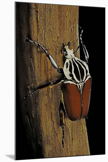 Goliathus Goliatus (Goliath Beetle)-Paul Starosta-Mounted Photographic Print