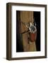 Goliathus Goliatus (Goliath Beetle)-Paul Starosta-Framed Photographic Print