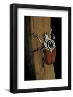 Goliathus Goliatus (Goliath Beetle)-Paul Starosta-Framed Photographic Print