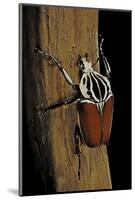 Goliathus Goliatus (Goliath Beetle)-Paul Starosta-Mounted Photographic Print