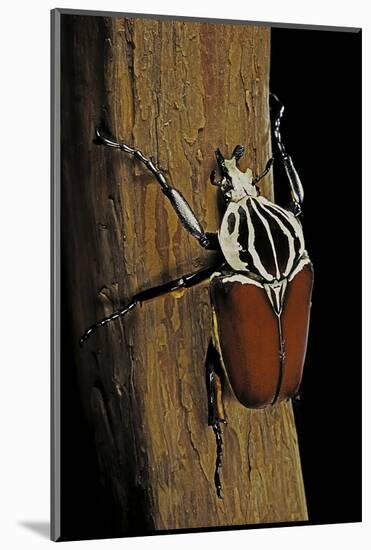 Goliathus Goliatus (Goliath Beetle)-Paul Starosta-Mounted Photographic Print