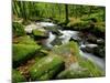 Golitha Falls, Bodmin, Cornwall, UK-Ross Hoddinott-Mounted Photographic Print