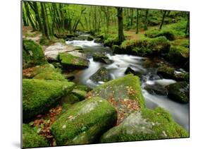 Golitha Falls, Bodmin, Cornwall, UK-Ross Hoddinott-Mounted Photographic Print