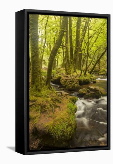 Golitha Falls, River Fowey Flowing Through Wooded Valley, Near St Cleer, Cornwall, UK, May 2012-Ross Hoddinott-Framed Stretched Canvas