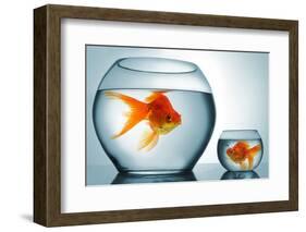Golodfish Discrimination-Orla-Framed Photographic Print