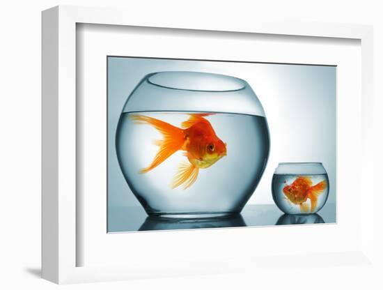 Golodfish Discrimination-Orla-Framed Photographic Print