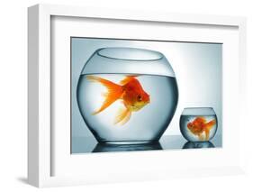 Golodfish Discrimination-Orla-Framed Photographic Print