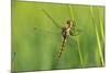 Gomphidae Dragonfly, Side View-Harald Kroiss-Mounted Photographic Print