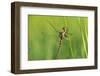 Gomphidae Dragonfly, Side View-Harald Kroiss-Framed Photographic Print