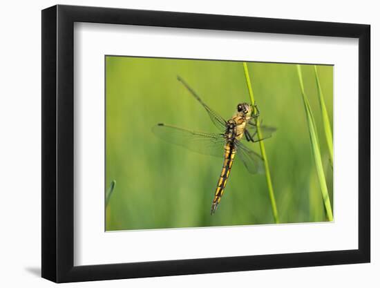Gomphidae Dragonfly, Side View-Harald Kroiss-Framed Photographic Print