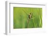 Gomphidae Dragonfly, Side View-Harald Kroiss-Framed Photographic Print