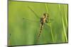 Gomphidae Dragonfly, Side View-Harald Kroiss-Mounted Photographic Print