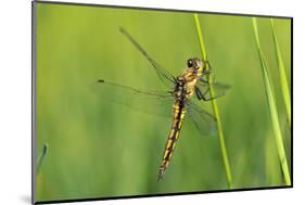 Gomphidae Dragonfly, Side View-Harald Kroiss-Mounted Photographic Print