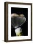 Gomphidius Glutinosus (Slimy Spike, Slimy Spike-Cap)-Paul Starosta-Framed Photographic Print