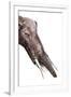 Gomphotherium Angustidens-null-Framed Photographic Print