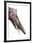 Gomphotherium Angustidens-null-Framed Photographic Print