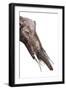 Gomphotherium Angustidens-null-Framed Photographic Print