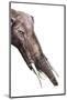 Gomphotherium Angustidens-null-Mounted Photographic Print