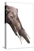 Gomphotherium Angustidens-null-Stretched Canvas