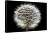 Gone To Seed-Steve Gadomski-Framed Stretched Canvas
