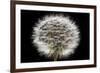 Gone To Seed-Steve Gadomski-Framed Photographic Print