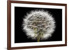 Gone To Seed-Steve Gadomski-Framed Photographic Print