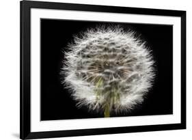 Gone To Seed-Steve Gadomski-Framed Photographic Print