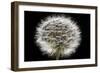 Gone To Seed-Steve Gadomski-Framed Photographic Print