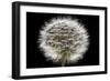 Gone To Seed-Steve Gadomski-Framed Photographic Print