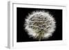 Gone To Seed-Steve Gadomski-Framed Photographic Print