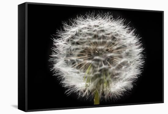 Gone To Seed-Steve Gadomski-Framed Stretched Canvas