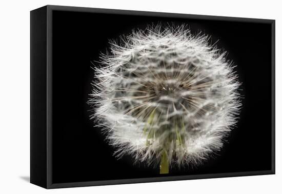 Gone To Seed-Steve Gadomski-Framed Stretched Canvas