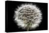 Gone To Seed-Steve Gadomski-Stretched Canvas