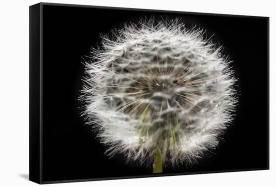 Gone To Seed-Steve Gadomski-Framed Stretched Canvas