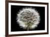 Gone To Seed-Steve Gadomski-Framed Photographic Print