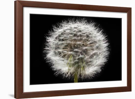 Gone To Seed-Steve Gadomski-Framed Photographic Print