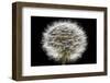 Gone To Seed-Steve Gadomski-Framed Photographic Print