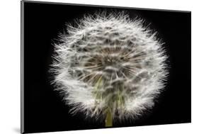 Gone To Seed-Steve Gadomski-Mounted Photographic Print