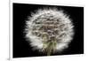 Gone To Seed-Steve Gadomski-Framed Photographic Print