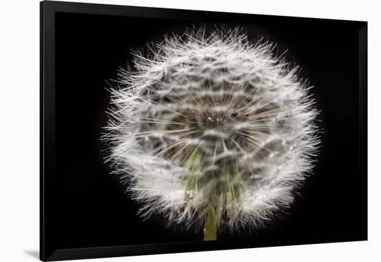 Gone To Seed-Steve Gadomski-Framed Photographic Print