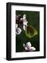 Gonepteryx Cleopatra (Cleopatra Butterfly)-Paul Starosta-Framed Photographic Print