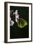 Gonepteryx Cleopatra (Cleopatra Butterfly)-Paul Starosta-Framed Photographic Print