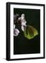 Gonepteryx Cleopatra (Cleopatra Butterfly)-Paul Starosta-Framed Photographic Print